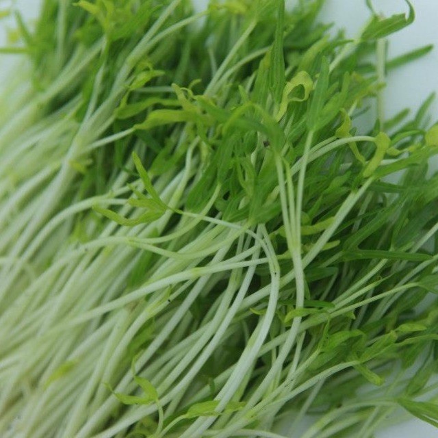 Hạt giống rau mầm rau muống 50 gram