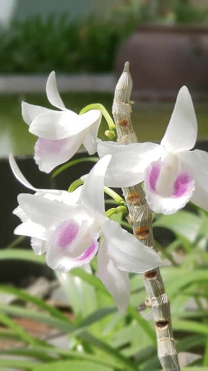 Phi điệp 5ct hiển oanh hàng giống