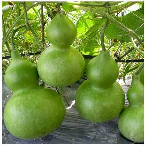 Hạt giống bầu Hồ Lô giống ngắn ngày kháng bệnh năng suất cao PTP02 | Phởms Market