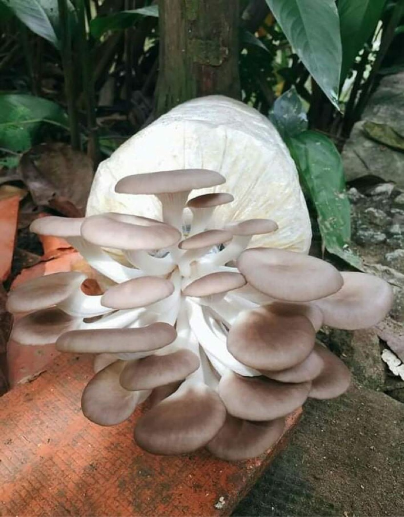 PHÔI NẤM BÀO NGƯ XÁM