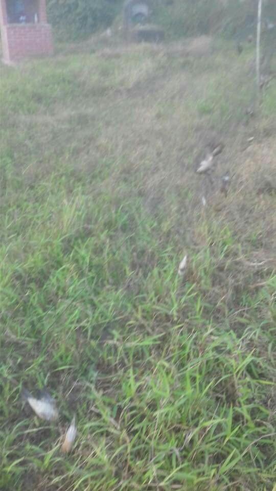 20m lưới bẫy chim chào mào,chèo bẻo,cu tiểu,....vv Mắt lỗ 5p,cao 7m/5 viền 4 túi