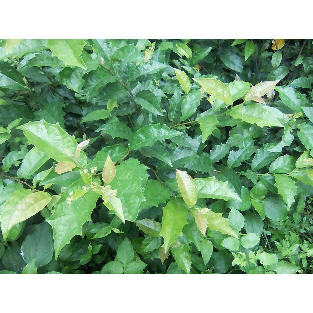 Combo 5 cây giống xạ đen 70k