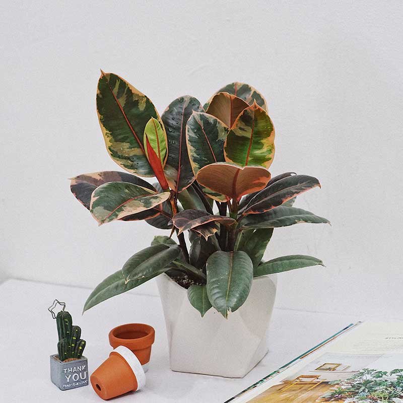 Cây đa cẩm thạch đỏ