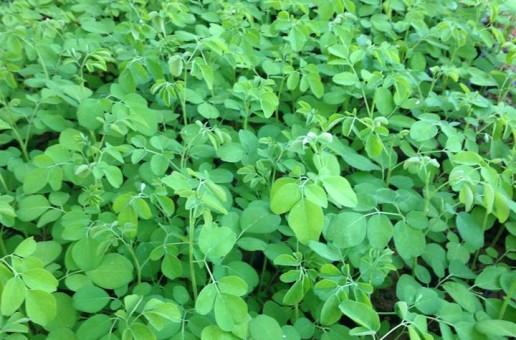 Cây giống chùm ngây Moringa cao 40cm