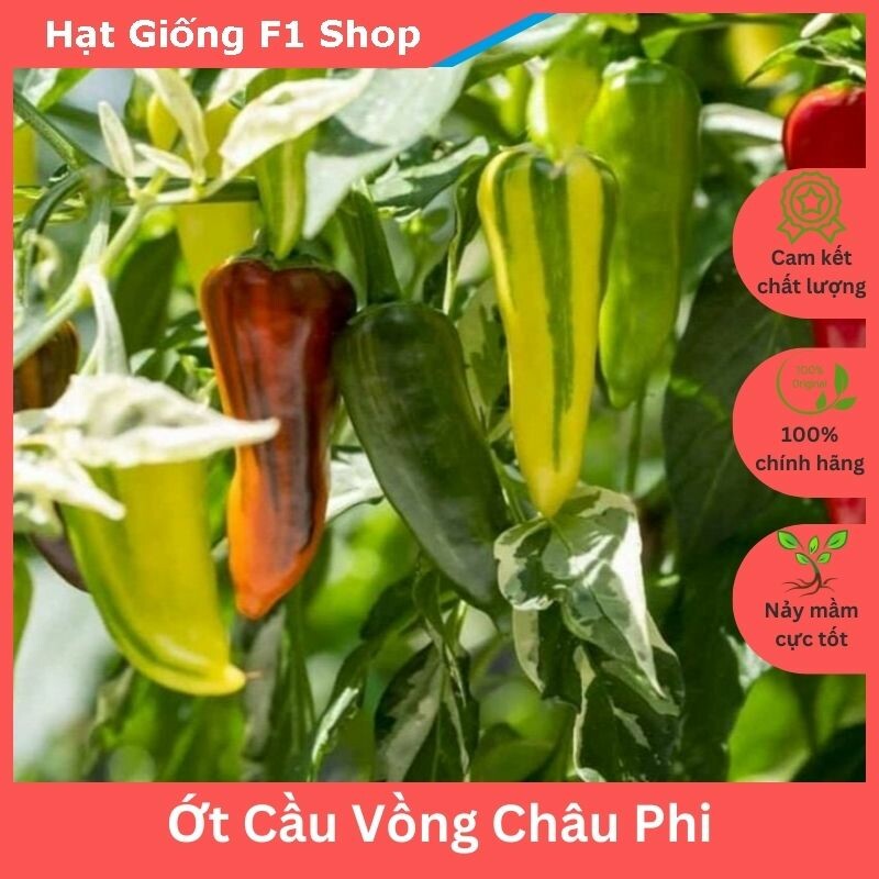 Hạt giống ớt cầu vồng Châu Phi chịu nhiệt - gói 5 hạt