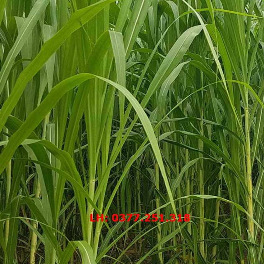 Hạt giống cỏ ruzi gói 200g - cỏ chăn nuôi trâu, bò, dê, cừu, cá
