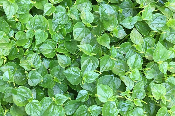 Hạt Giống Rau Càng Cua , hat giong rau sach thuy canh Nongnghiepxanh, rau cang cua tron goi