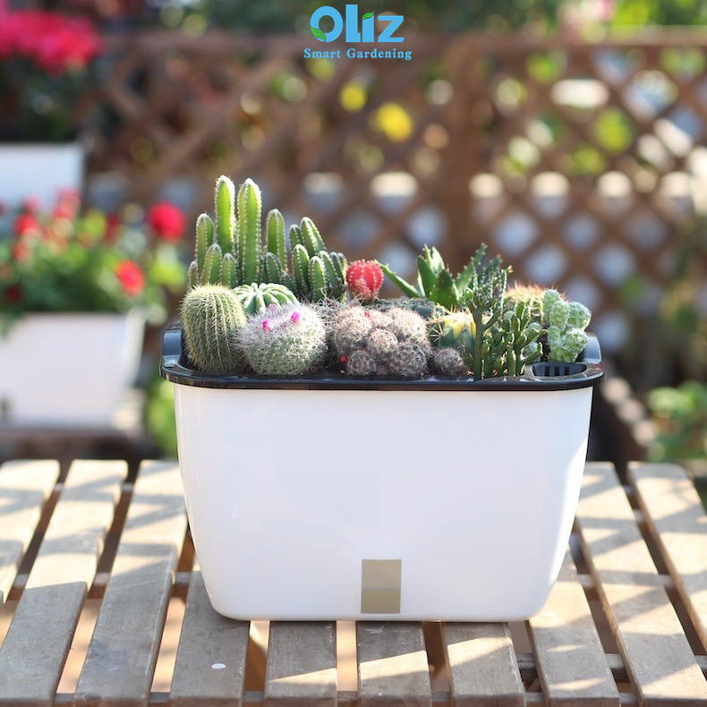 Chậu trồng cây Oliz SC02 - Chậu trồng cây tự tưới, chậu nhựa trồng rau, chậu trồng hoa