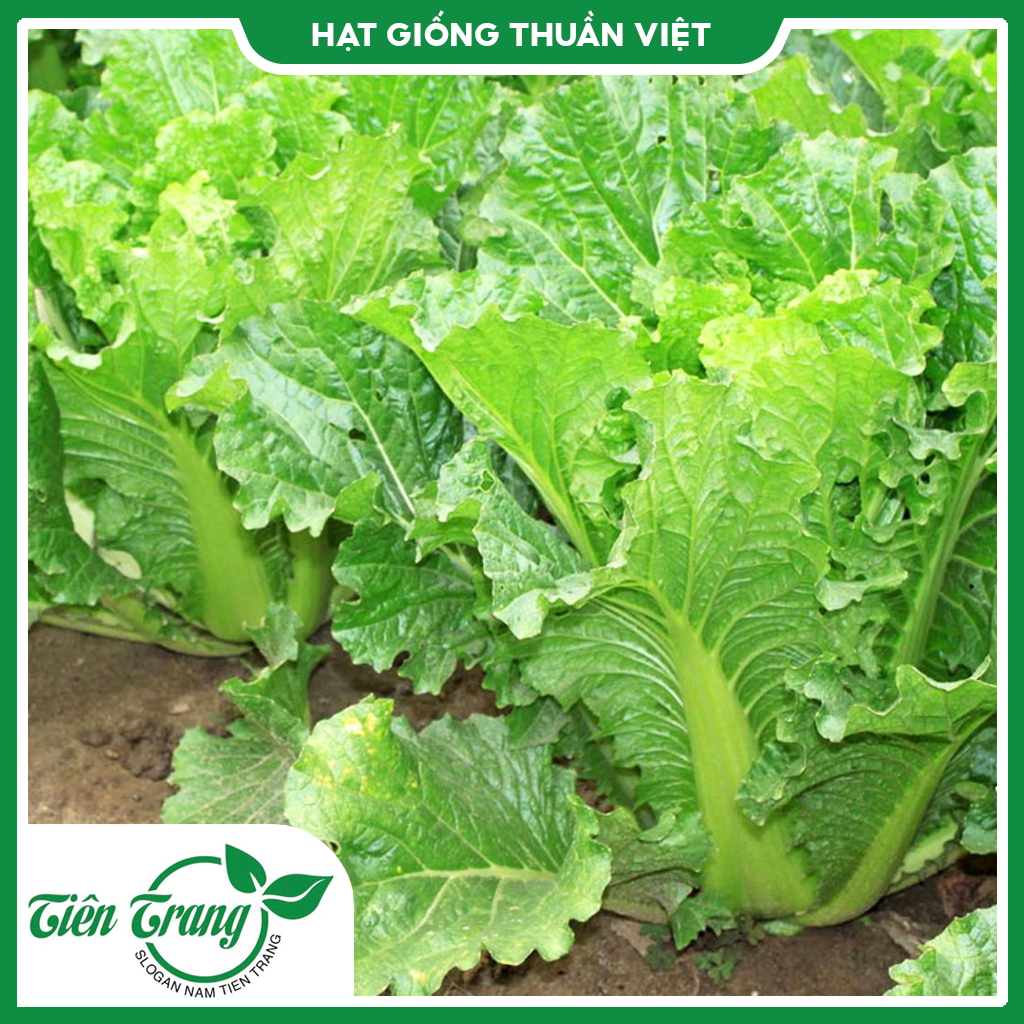 Hạt giống cải dún mv - 42