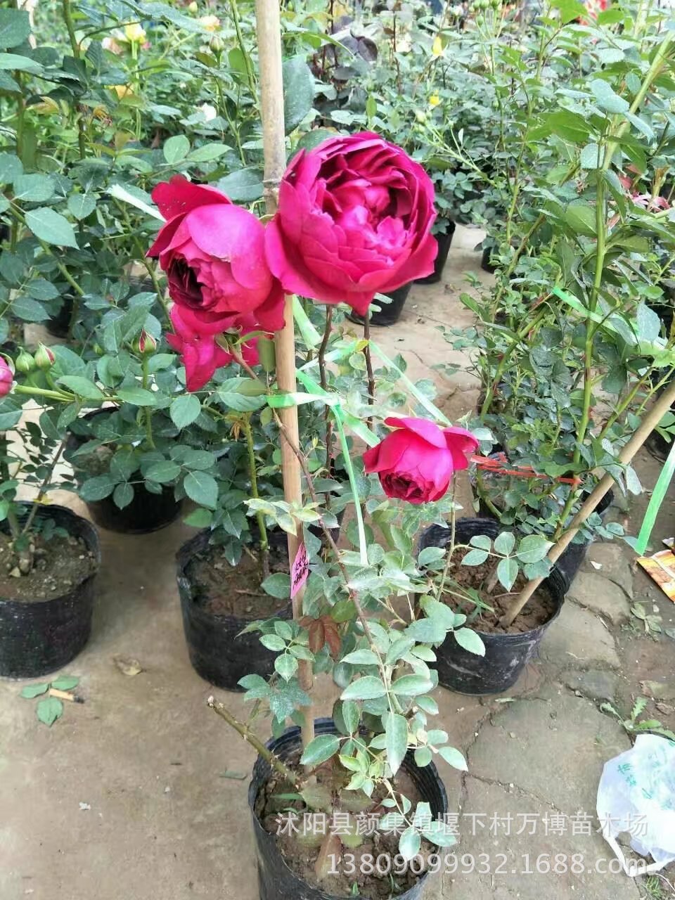 Gốc hoa hồng ngoại rễ trần siêu nụ gốc rễ trần