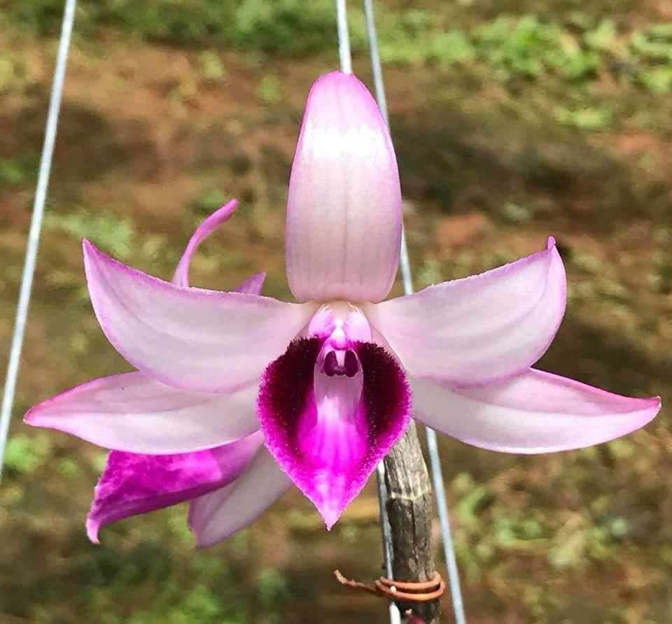 Phi Điệp - Dã Hạc Bệt Ma Bó chậu Năm hai