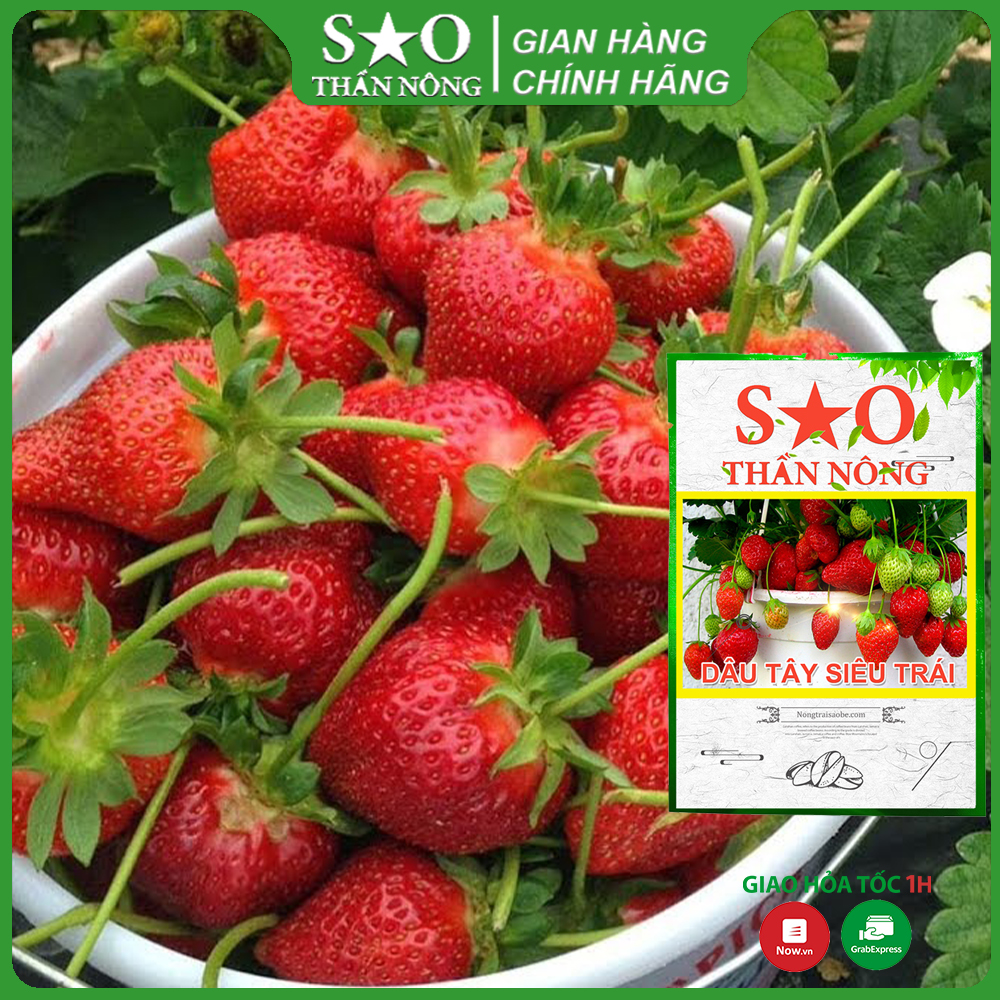 Hạt giống Dâu Tây Đỏ  Sao thần Nông  quả to năng suất  chịu nhiệt