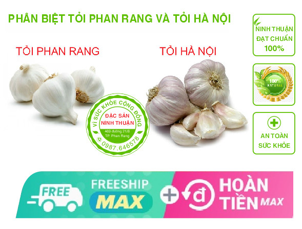 Tỏi Phan Rang 1kg (Đặc Sản Ninh Thuận)