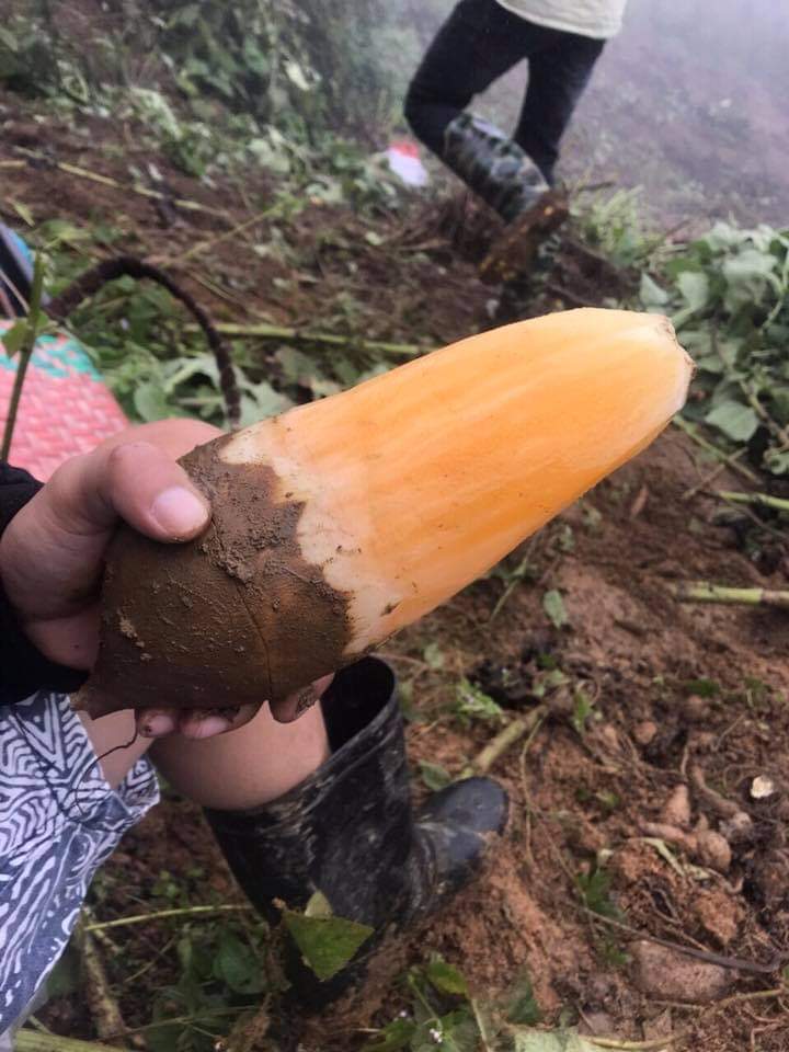 Sâm Đất ( Sâm Khoai )