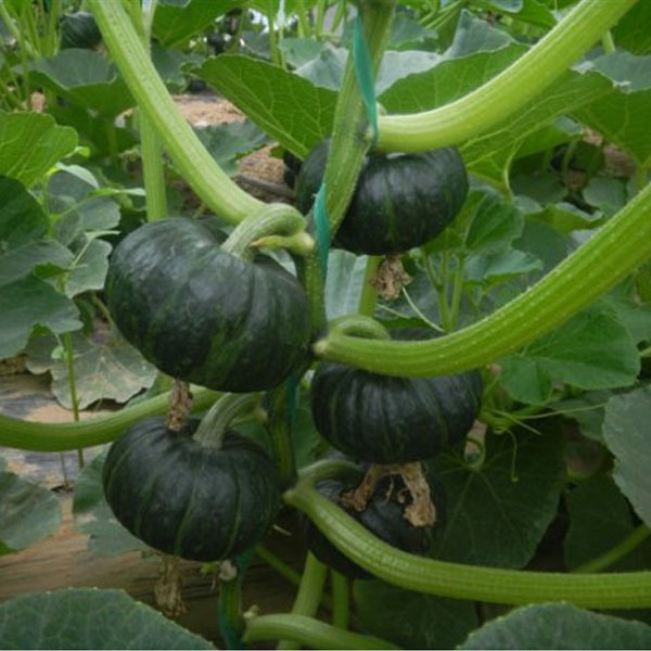 10 Hạt giống Bí nhật đỏ tặng kèm kích mầm