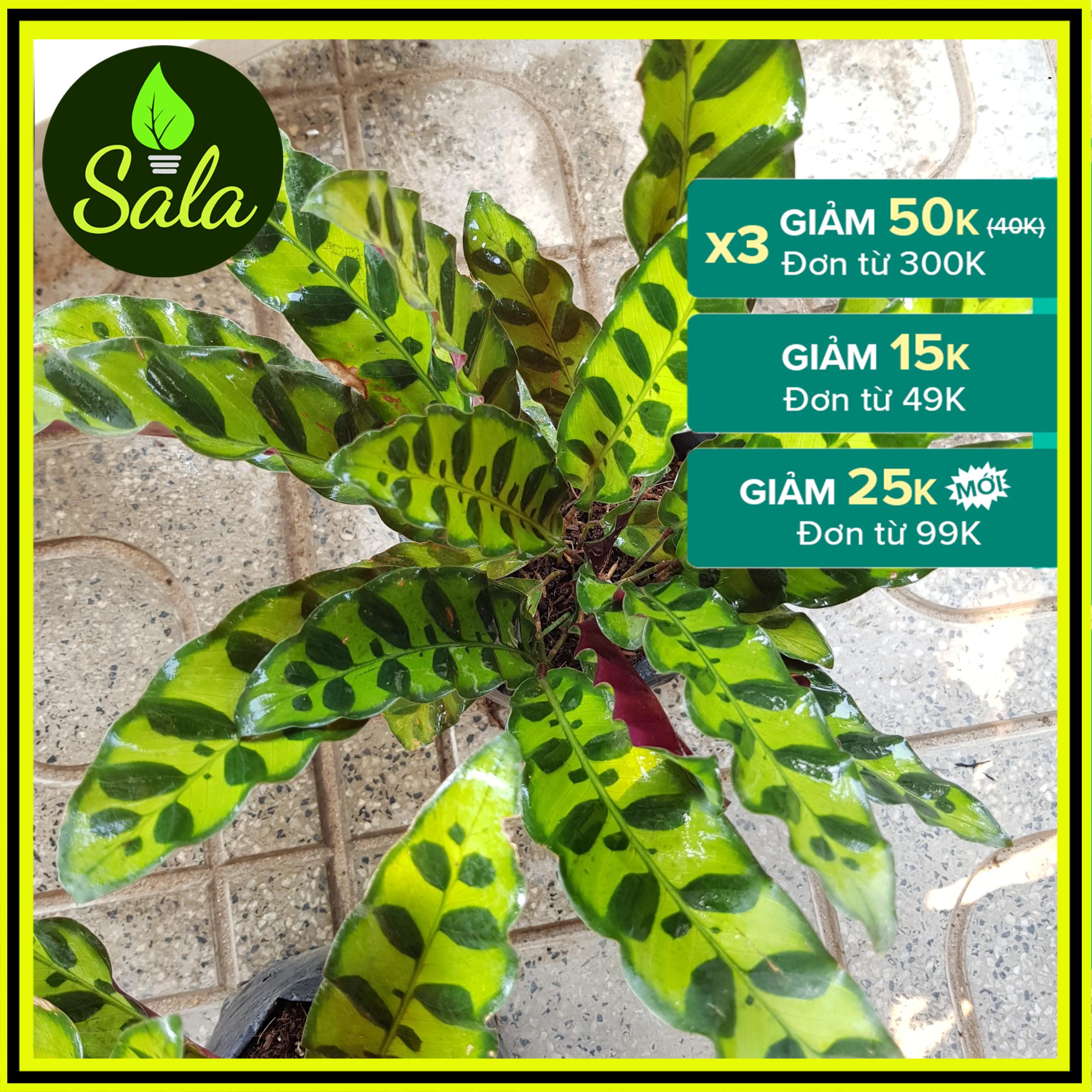 CÂY ĐUÔI PHỤNG - CÂY ĐUÔI CÔNG - CÂY PHONG THỦY - CÂY KIỂNG ĐỂ BÀN