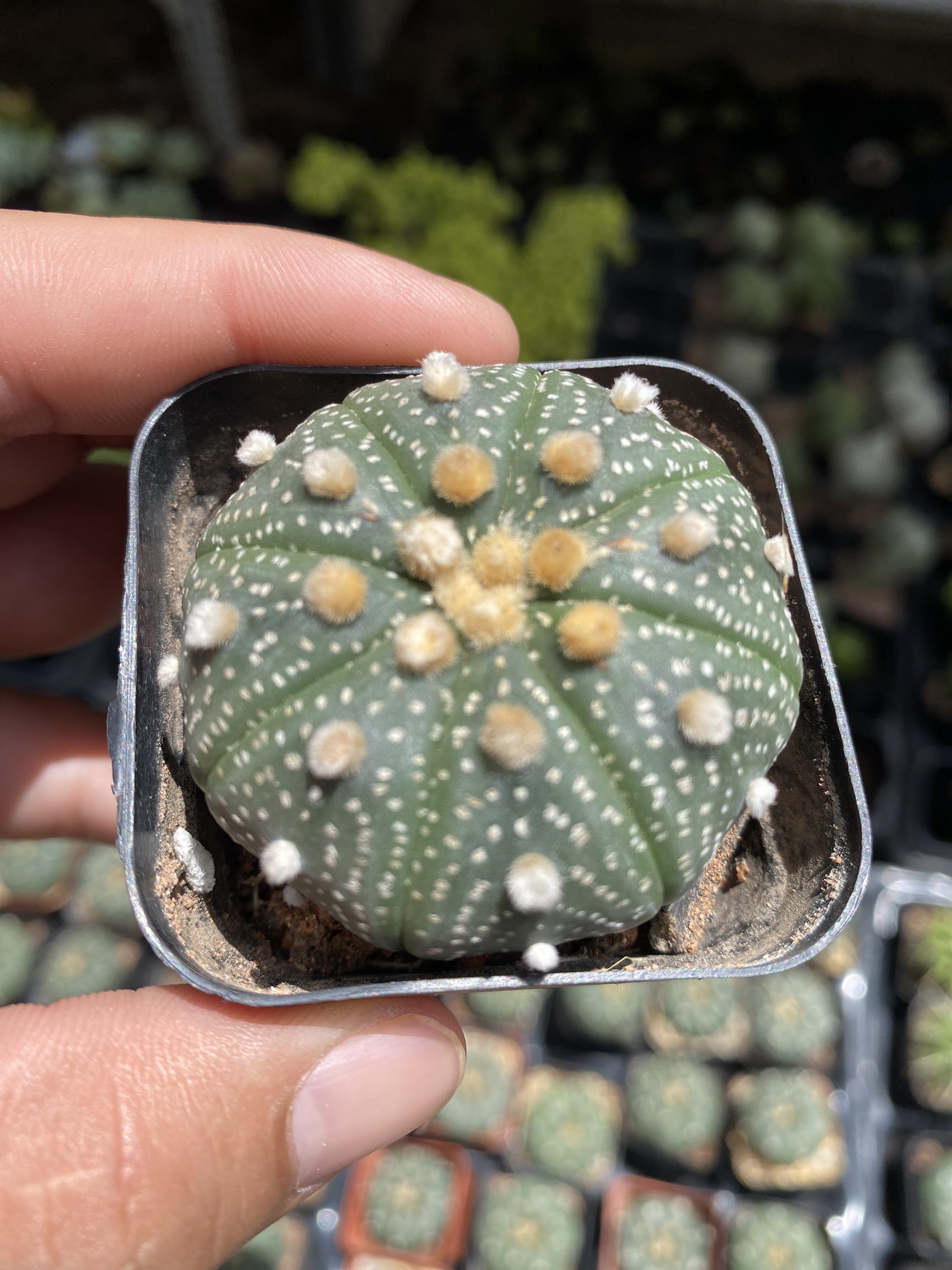 Xương rồng aster size 3-5cm- rất dễ ra hoa-tặng đât chuyên dụng và sỏi rải mặt