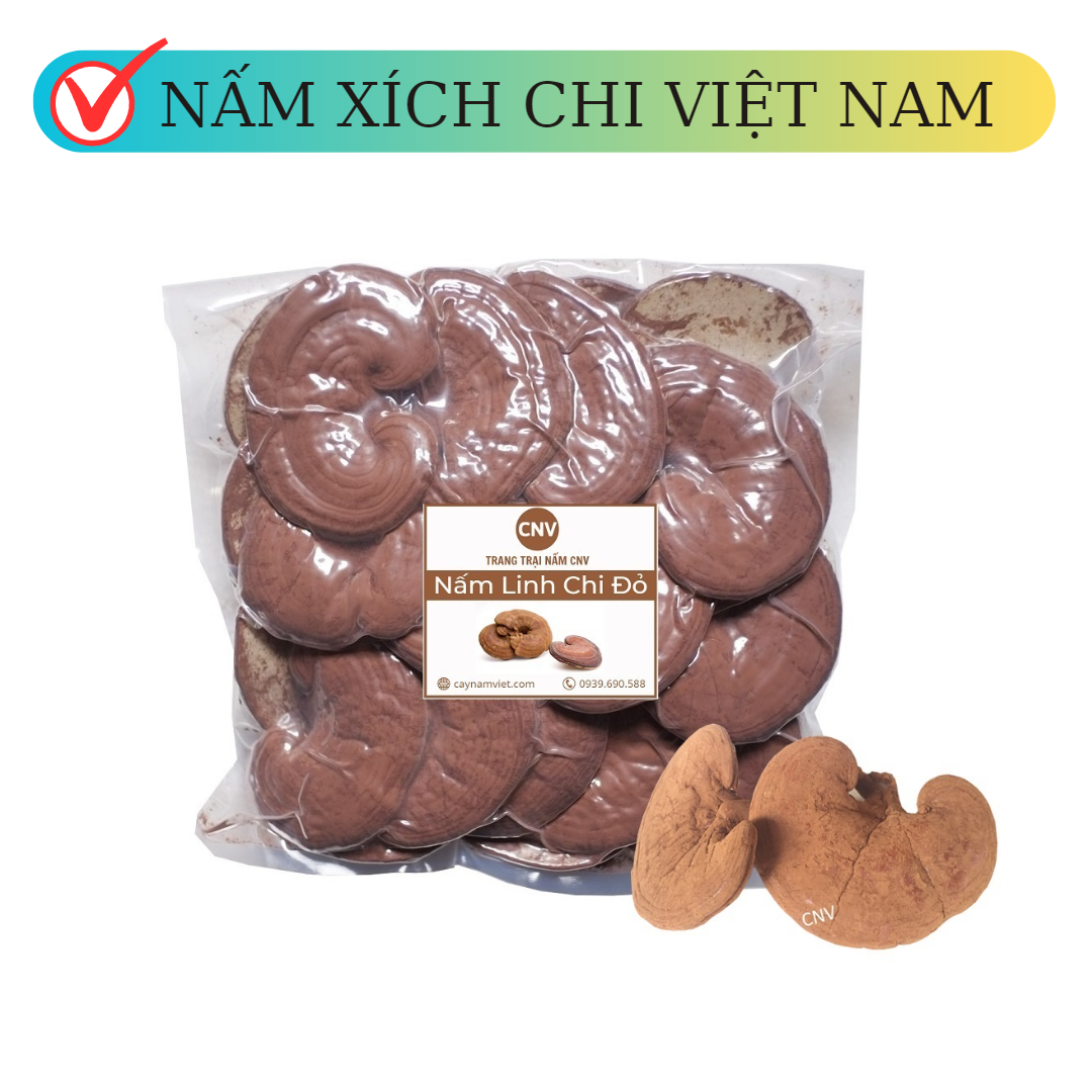 Nấm linh chi đỏ Việt Nam cao cấp 500g (Xích chi vị đắng nhẹ) - Cây Nấm Việt