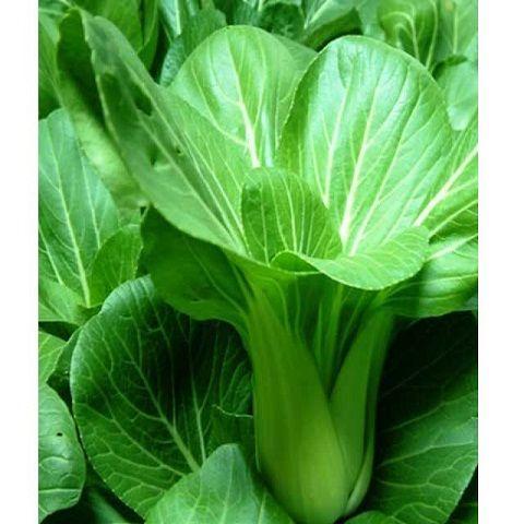 Hạt giống rau cải thìa (cải chip) năng suất - 20gr
