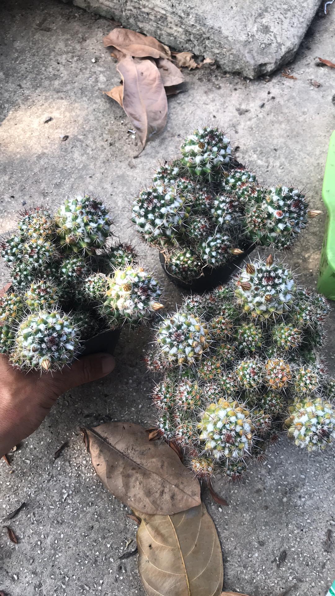 Cây Xương rồng Mammi bông gòn dễ thương, hoa trắng cam nhạt - Mammillaria Voburnensis ssp.
