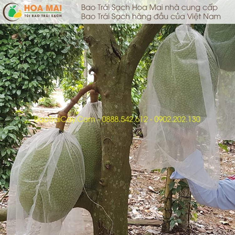 Bao mít 50x70cm vải mùng 100 cái