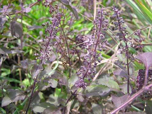 Gói 0.2 hạt giống Hương Nhu Holy Basil Đỏ