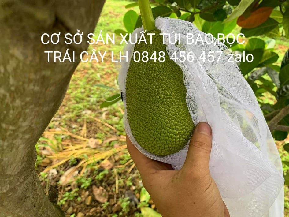 [50*70cm] 100 CÁI TÚI BAO ,BỌC MÍT THÁI LƯỚI TỐT KÍCH THƯỚC 50*70 -TÚI BAO,BỌC TRÁI CÂY