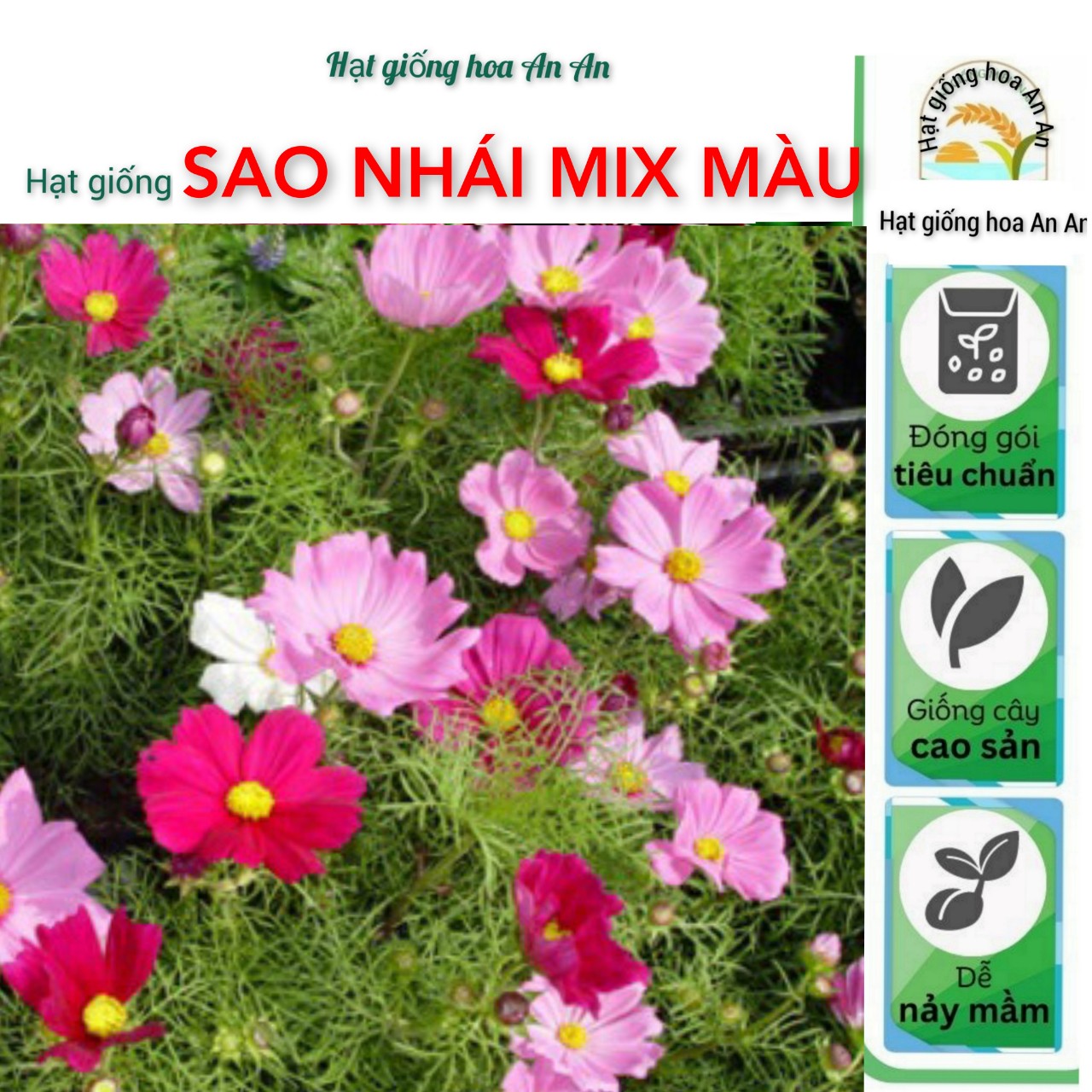 Hạt giống hoa sao nhái nhiều màu | Tỷ lệ nảy mầm >90 %