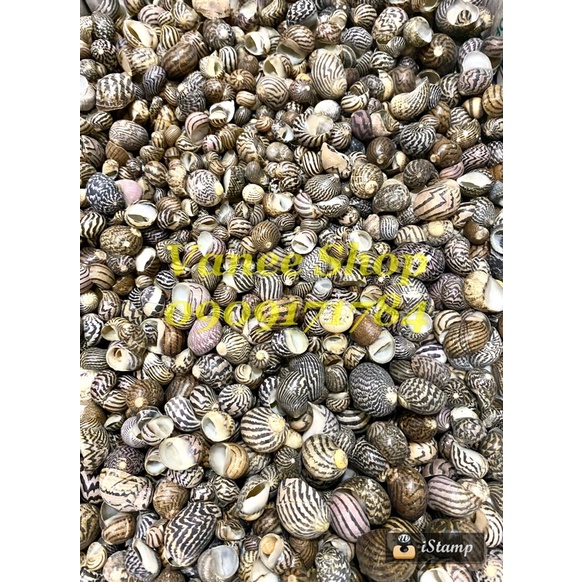 Vỏ ốc móng ngựa 100gr