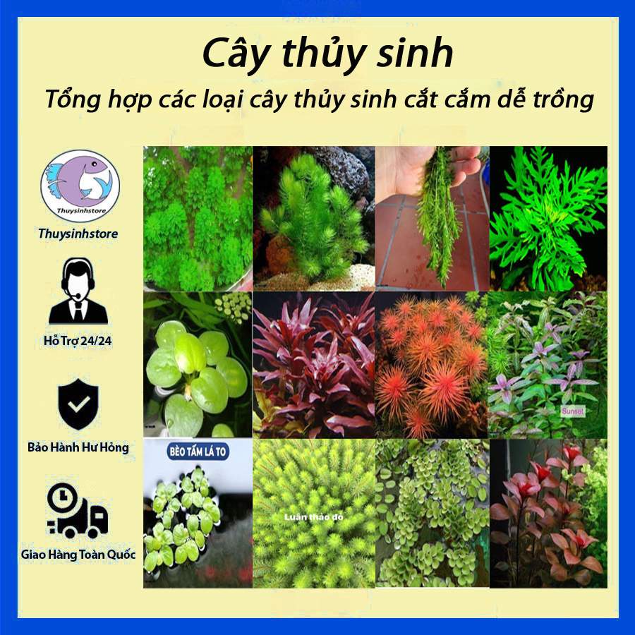 Cây thủy sinh cắt cắm các loại  gồm 30 loại dễ trồng ( lá cạn )