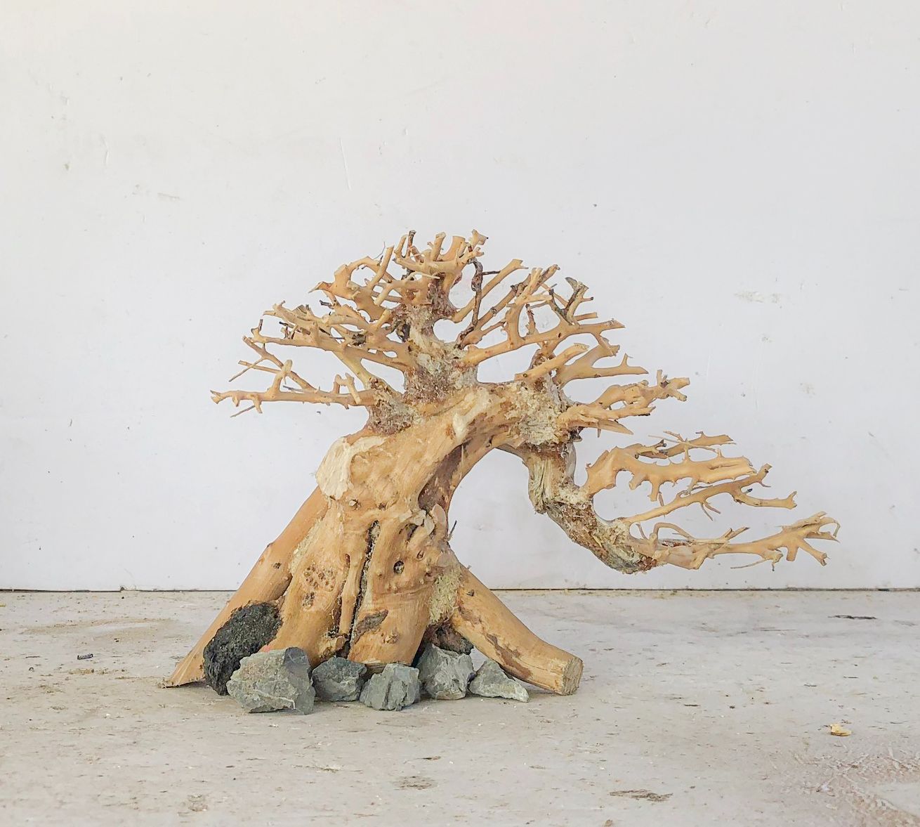 Bonsai thủy sinh - hải sơn quỳ - tán xương chùm - lũa dáng đổ
