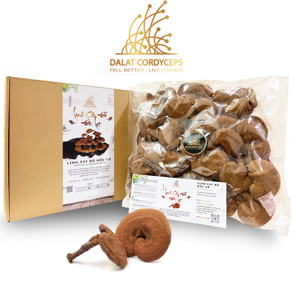 Nấm linh chi đỏ Đà Lạt còn nguyên bào tử nấm, Dalat Cordyceps, loại nguyên tai