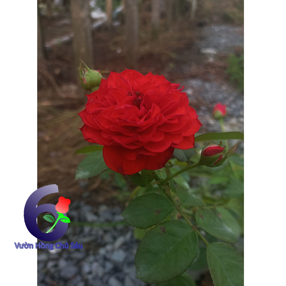 Hoa hồng đỏ red apple, hồng ngoại, hồng bụi, thân gỗ, nguyên bản