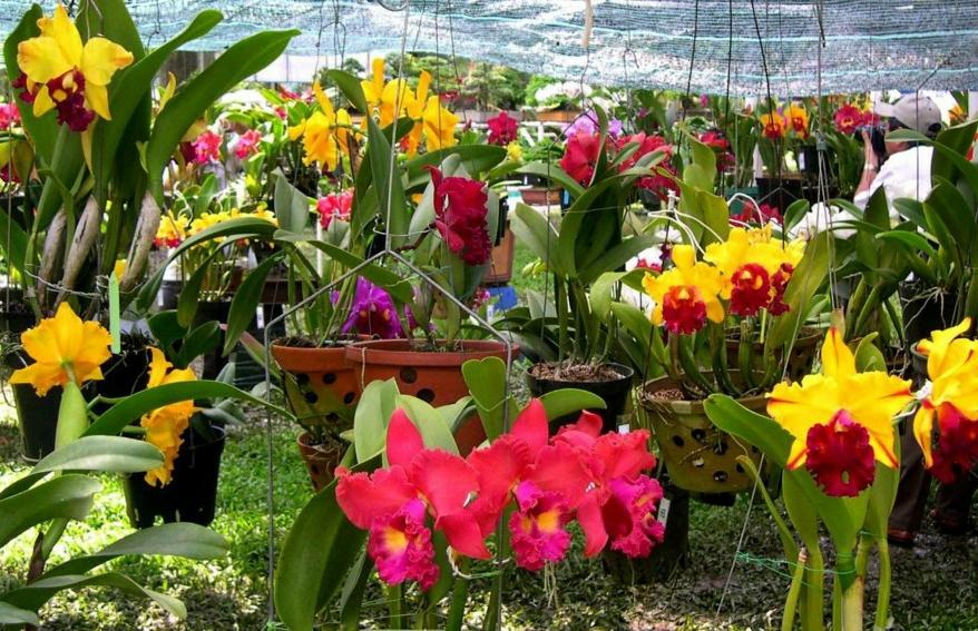 Lan Cattleya Giống nhiều màu xổ số - Nhập Thái Lan