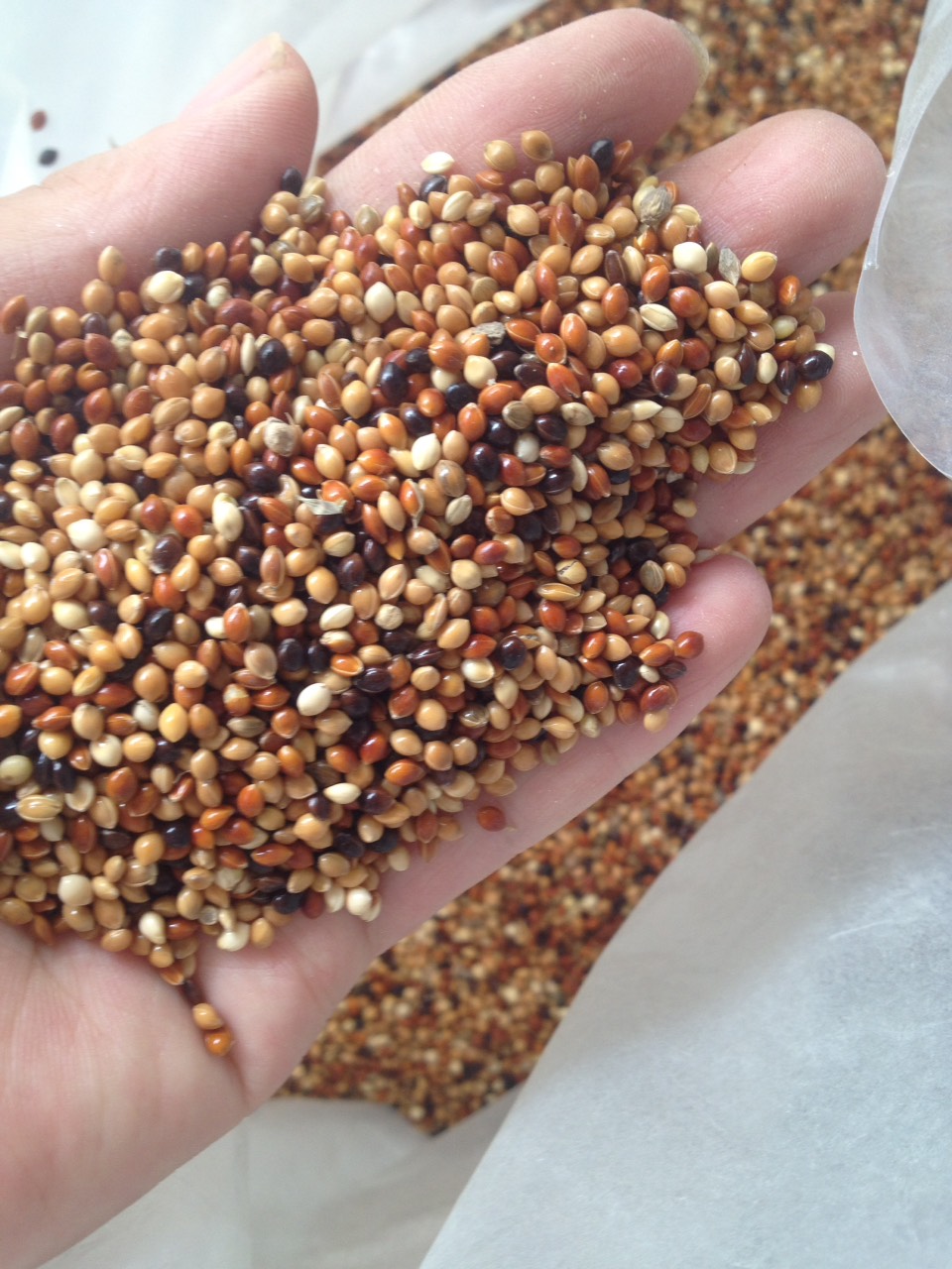 hạt cỏ thái - kê ba màu cho chim cu gáy- kê trộn 1kg