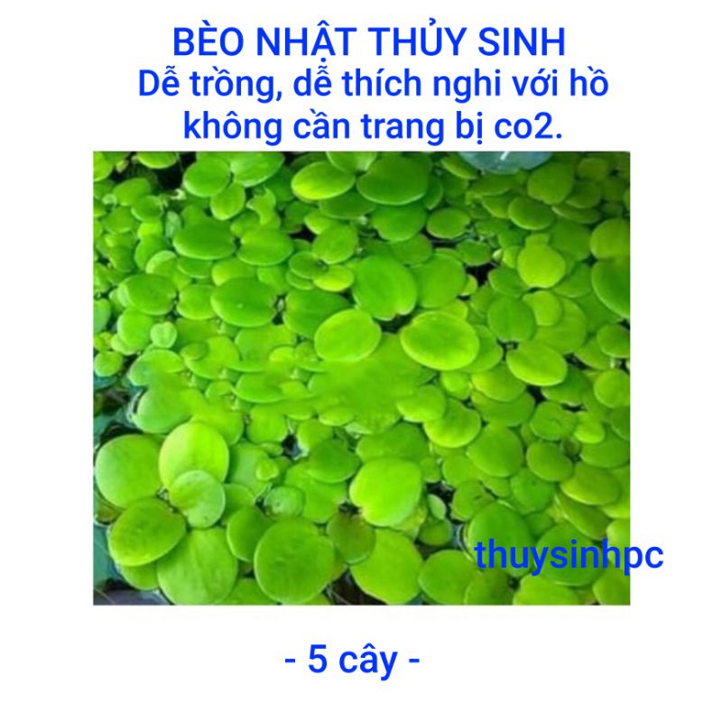 Bèo nhật trang trí và lọc nước bể thủy sinh cá cảnh