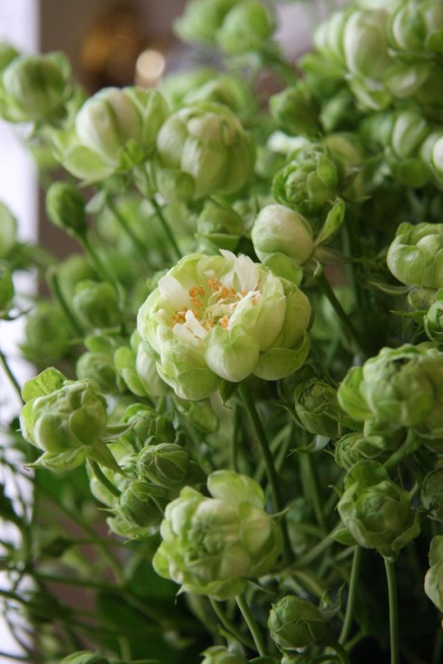 Cây giống hoa hồng xanh lá