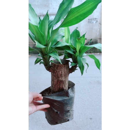 Cây Thiết Mộc Lan