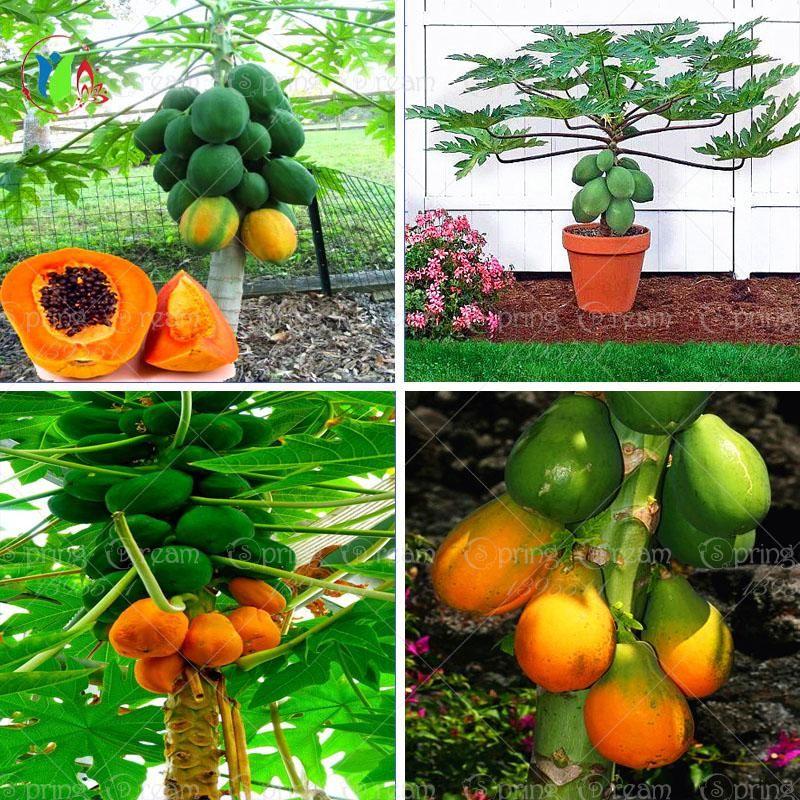 - Hạt giống đu đủ lùn giá rẻ