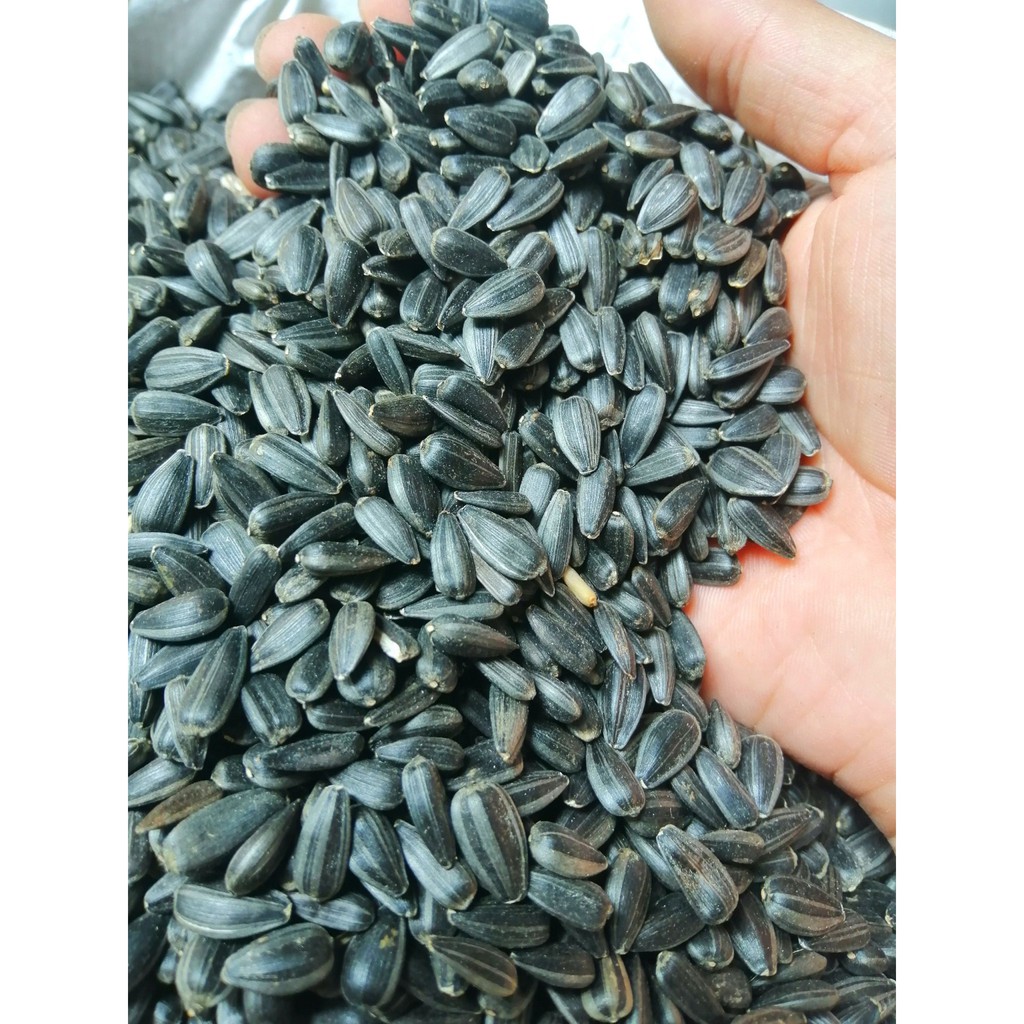 hạt hướng dương đen nhỏ cho chim