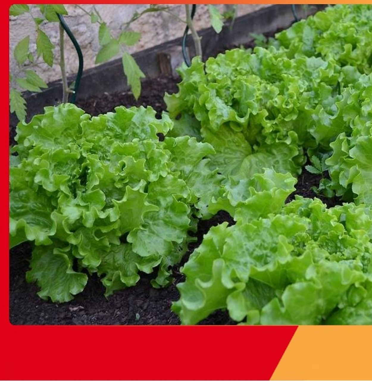 Hạt giống xà lách chịu nhiệt - nảy mầm cực chuẩn