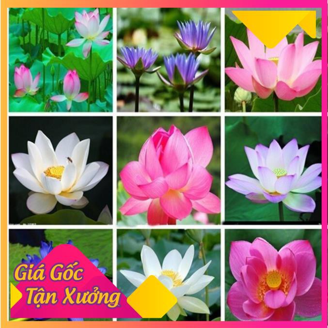 [HCM] Giống Hoa Súng Thái Mini (dòng củ nhỏ 3-4cm)Mix Màu Đã Giâm Cành .