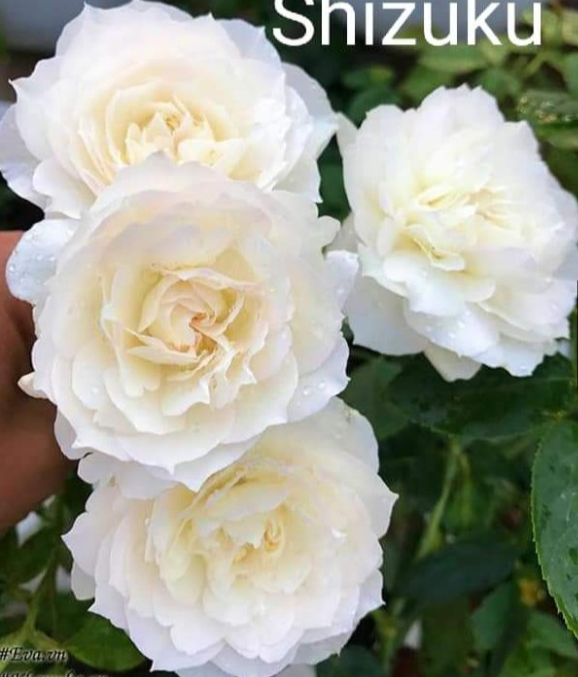 Cành Chiết Hồng Ngoại Shizuku
