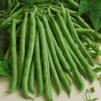 Hạt giống Đậu cove lùn hạt nâu tặng kèm kích mầm