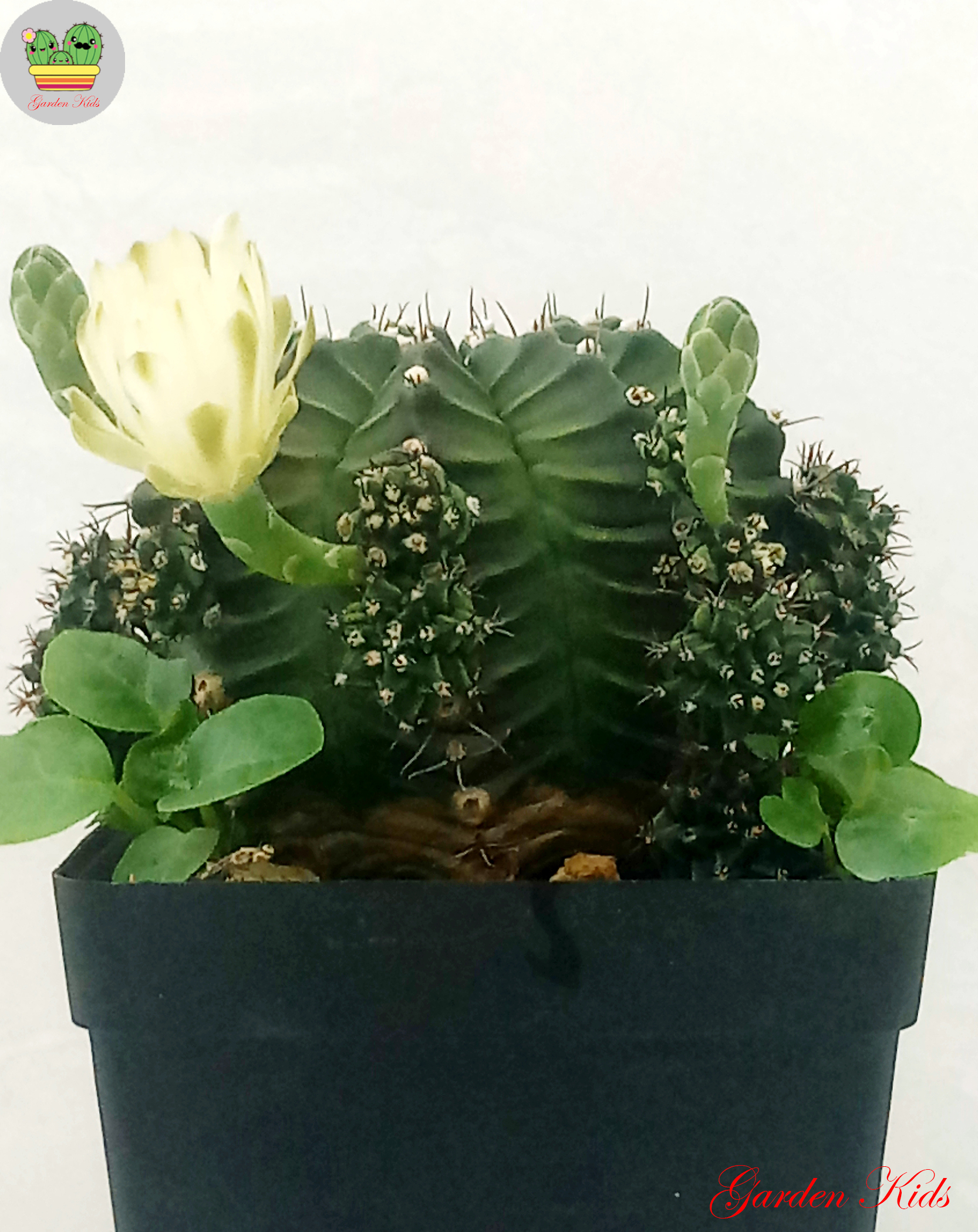 Xương rồng Gymnocalycium Anisitsii hoa trắng