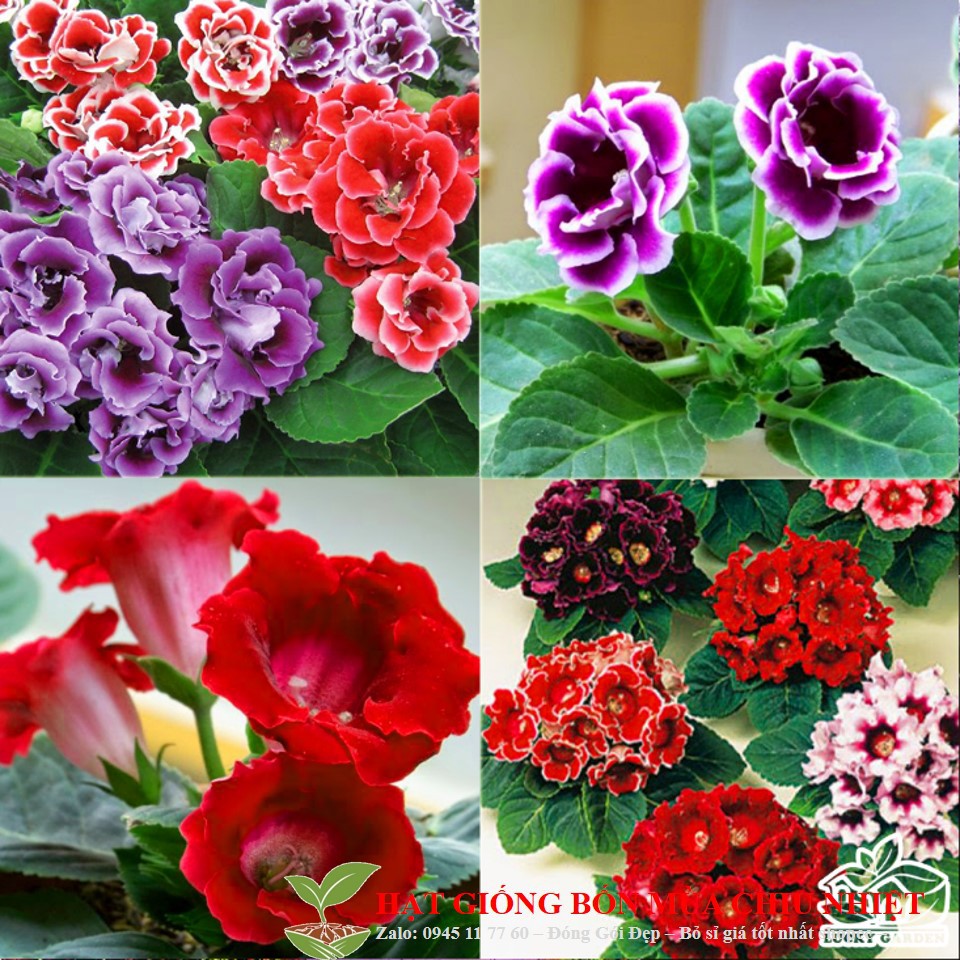 109A Hạt Giống Hoa Tử La Lan Mix 5 Hạt/ Gói