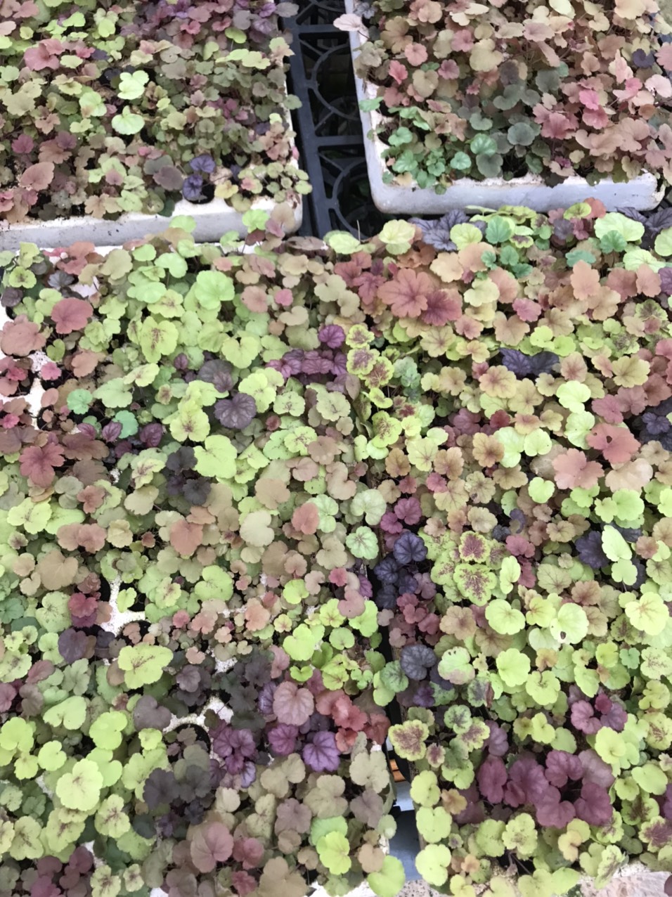 Cây chuông san hô - heuchera cây giống 52 màu lá cực đẹp, mix màu ngẫu nhiên