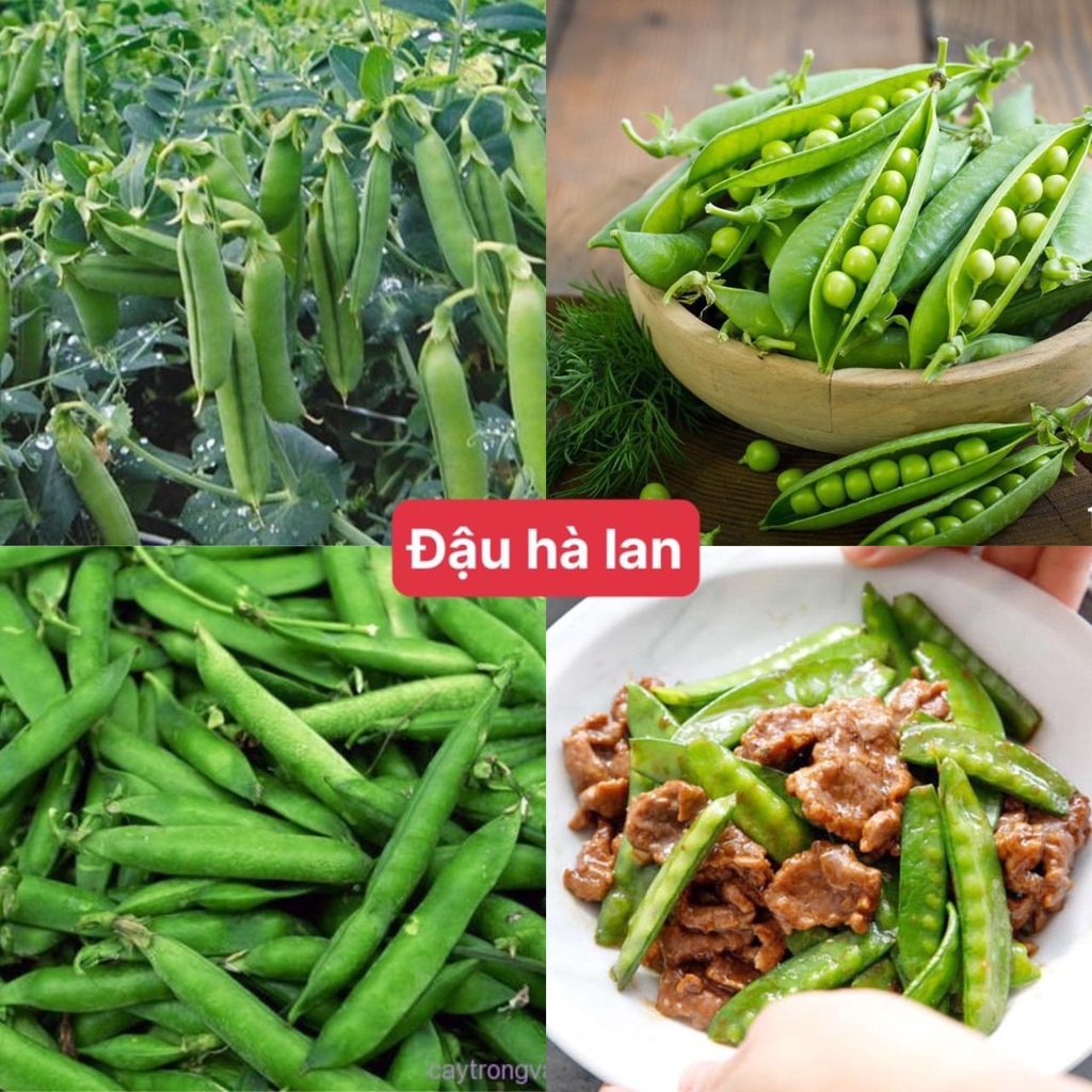 Hạt giống đậu hà lan