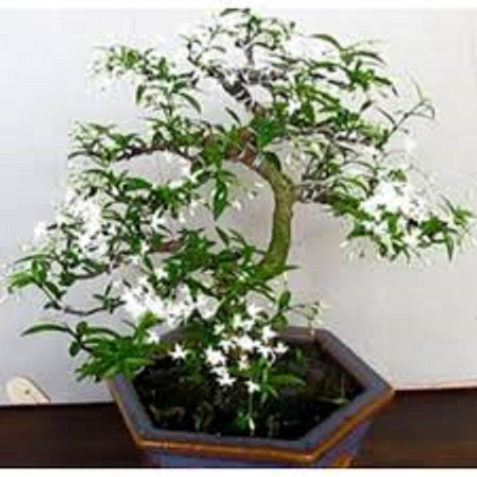 CÂY MAI CHIẾU THỦY