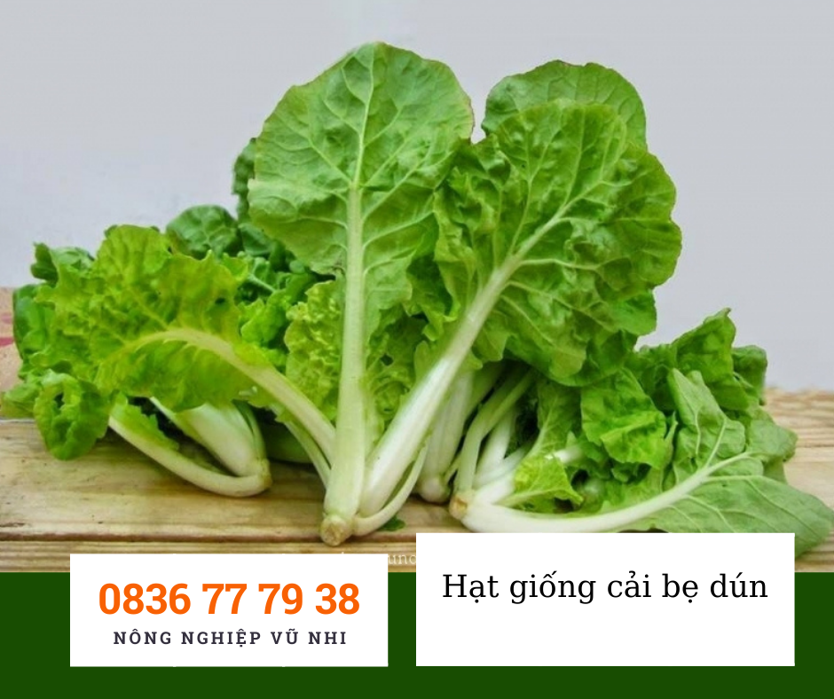 Hạt giống cải bẹ dún 10 gr